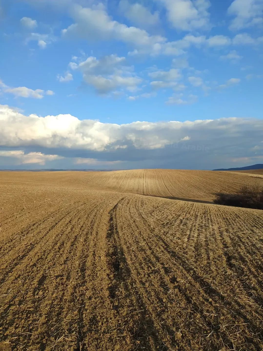 Greenfield Arable 1