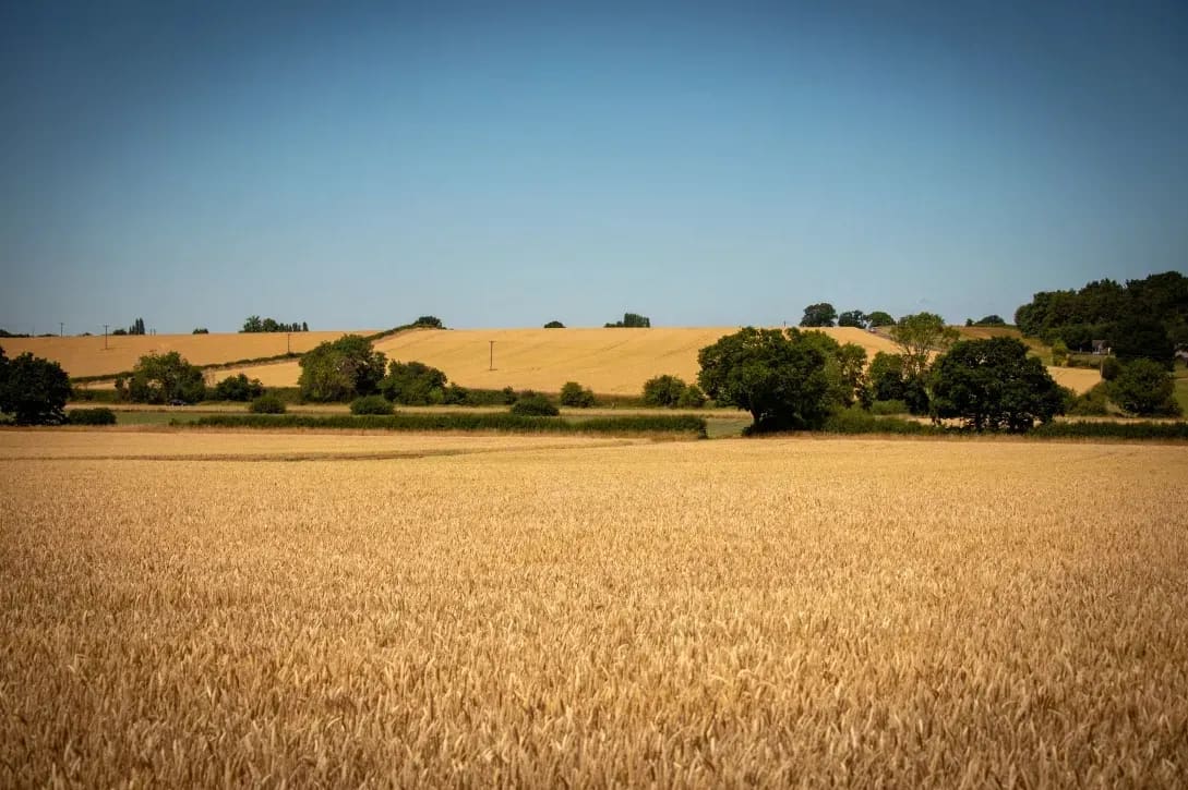 Greenfield Arable 15