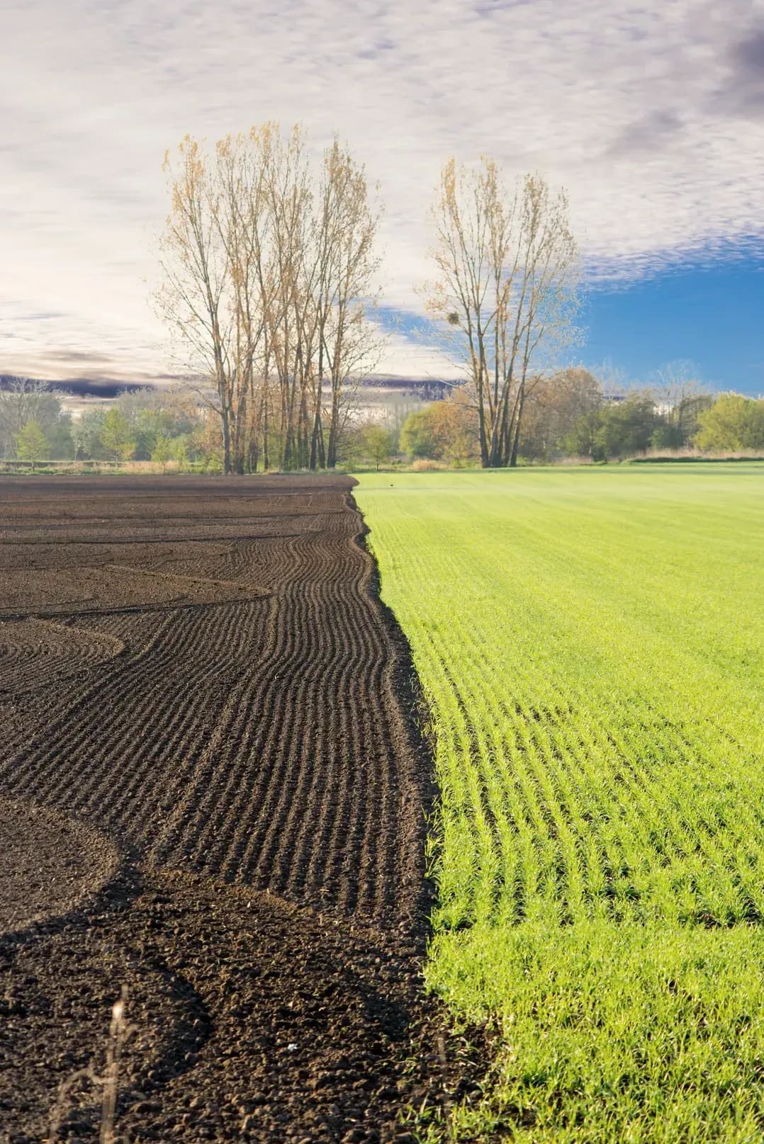 Greenfield Arable 4