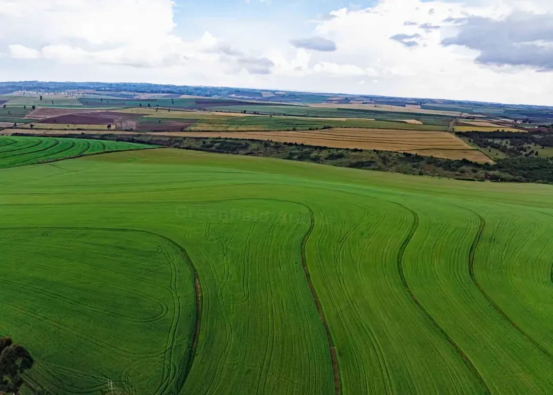 Greenfield Arable 5