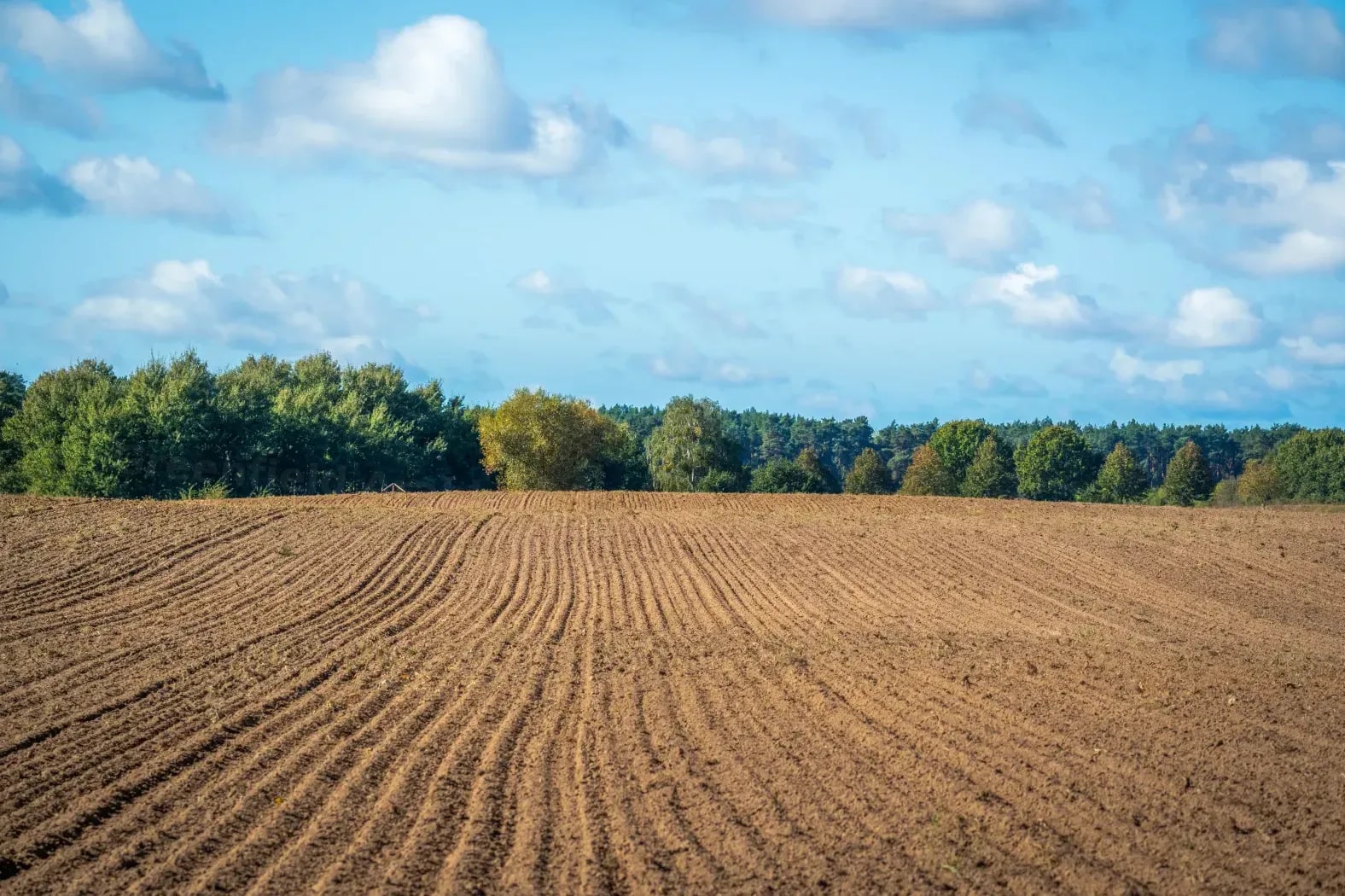 Greenfield Arable
